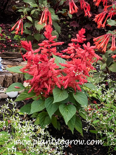 Salvia Vista Rose (Salvia splendens)